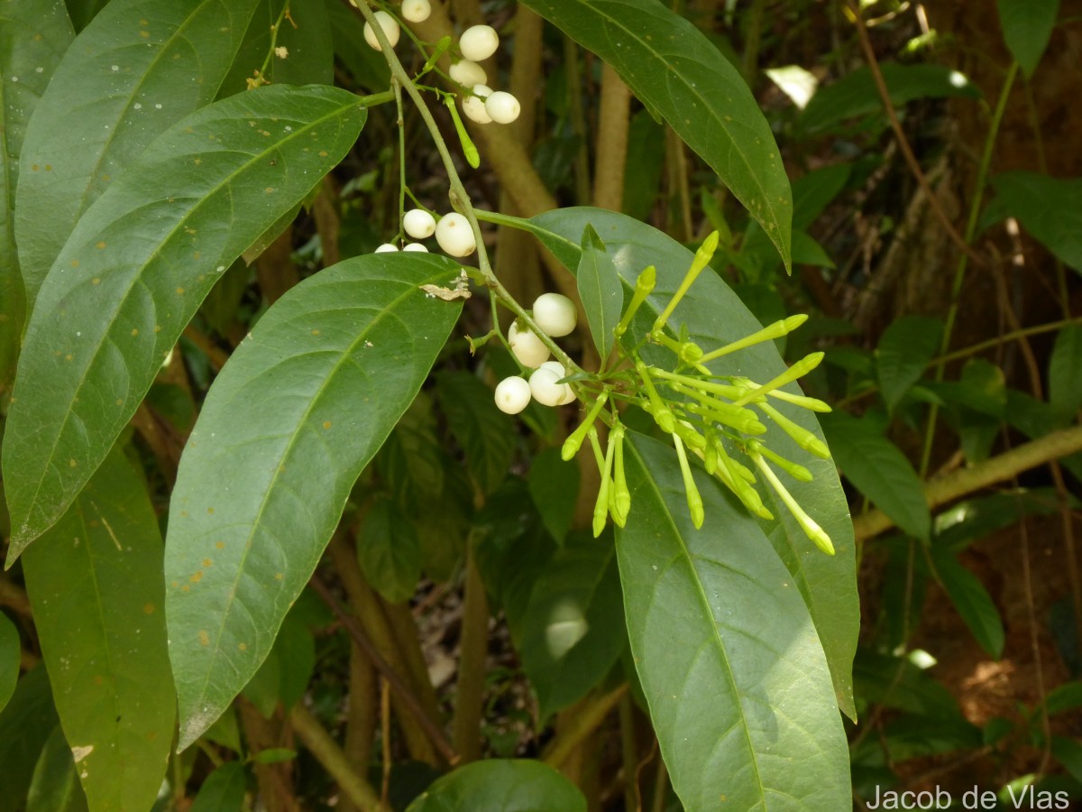 Cestrum nocturnum L.